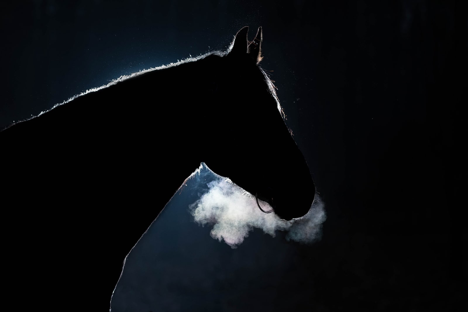 A horse breathing